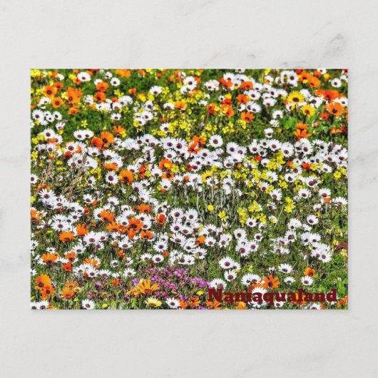 Namaqualand Daises Postkarte (Vorderseite)
