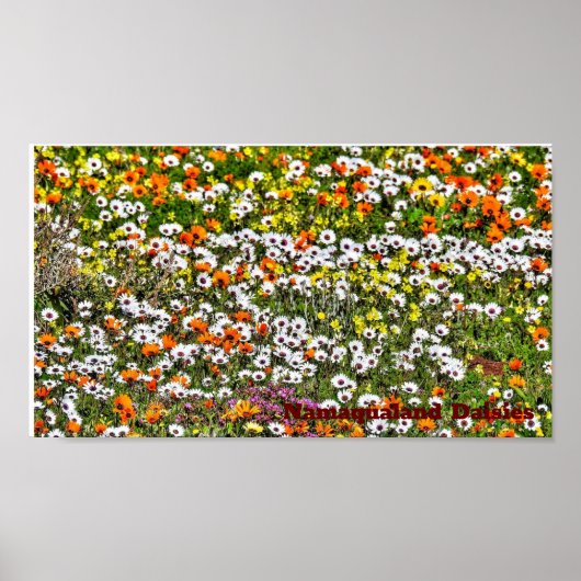 Namaqualand Daisies Season Poster (Vorne)