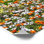 Namaqualand Daisies Season Poster (Ecke)
