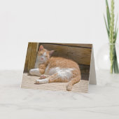 Name Day Tabby Cat Nickerchen Card Karte (Vorderseite)