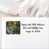 Name der Schmetterlingsadresse des Kapitäns (Insitu)