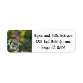 Name der Schmetterlingsadresse des Kapitäns