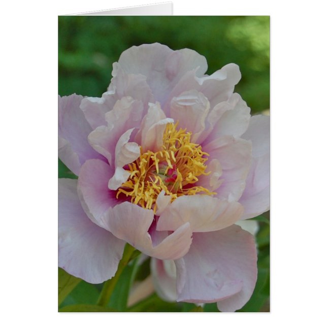 Namenlos und fragil (Vorne)