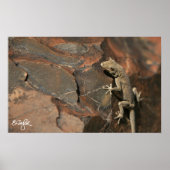 Namib Day Gecko (Bradfield's Poster (Vorne)