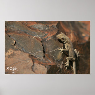 Namib TagesGecko (Bradfields) Poster