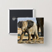 Namibia, Afrika: Baby African Elephant Button (Vorne & Hinten)