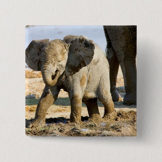 Namibia, Afrika: Baby African Elephant Button (Vorderseite)