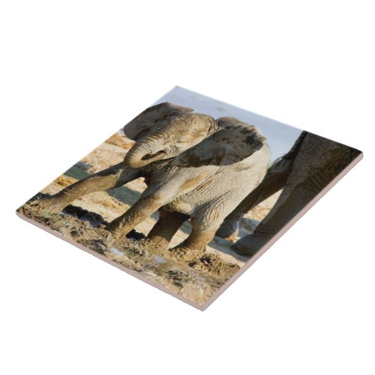 Namibia, Afrika: Baby African Elephant Fliese (Seite)