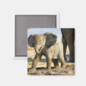 Namibia, Afrika: Baby African Elephant Magnet (Vorderseite/Rückseite)