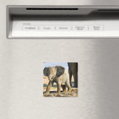 Namibia, Afrika: Baby African Elephant Magnet (In Situ (Geschirrspüler))