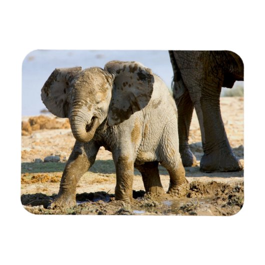 Namibia, Afrika: Baby African Elephant Magnet (Horizontal)