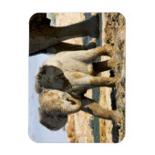 Namibia, Afrika: Baby African Elephant Magnet (Vertikal)