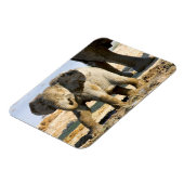 Namibia, Afrika: Baby African Elephant Magnet (Linke Seite)