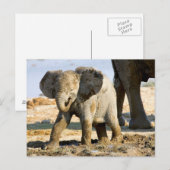 Namibia, Afrika: Baby African Elephant Postkarte (Vorne/Hinten)