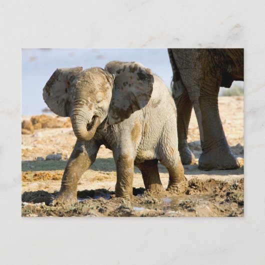 Namibia, Afrika: Baby African Elephant Postkarte (Vorderseite)