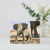 Namibia, Afrika: Baby African Elephant Postkarte (Stehend Vorderseite)