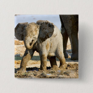 Namibia, Afrika: Baby Afrikanischer Elefant Button