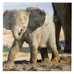 Namibia, Afrika: Baby Afrikanischer Elefant Fliese