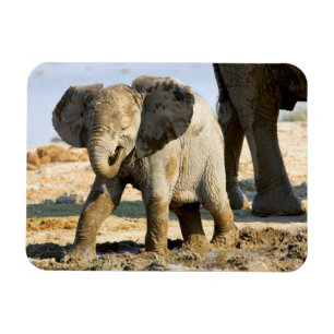 Namibia, Afrika: Baby Afrikanischer Elefant Magnet