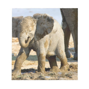 Namibia, Afrika: Baby Afrikanischer Elefant Notizblock