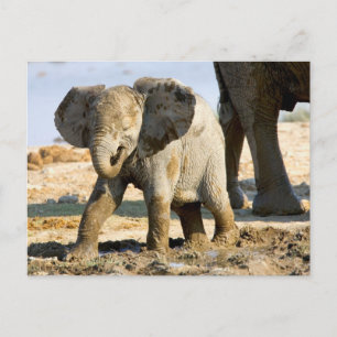 Namibia, Afrika: Baby Afrikanischer Elefant Postkarte