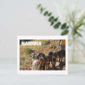 Namibia Afrika Namibia Landschaftsziegen Postkarte (Stehend Vorderseite)