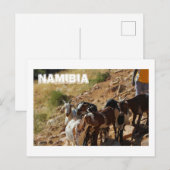 Namibia Afrika Namibia Landschaftsziegen Postkarte (Vorne/Hinten)