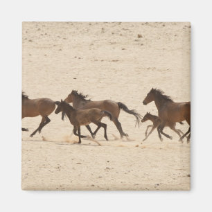 Namibia, Aus. Gruppe von wild laufenden Pferden au Magnet