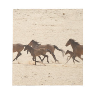 Namibia, Aus. Gruppe von wild laufenden Pferden au Notizblock