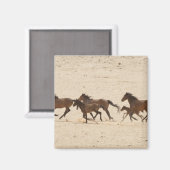 Namibia, Aus. Gruppe von Wildpferden auf Magnet (Vorderseite/Rückseite)