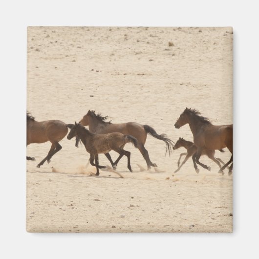 Namibia, Aus. Gruppe von Wildpferden auf Magnet (Vorne)