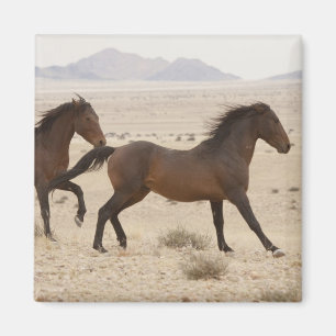Namibia, Aus. Wilde Pferde, die auf der Namib lauf Magnet