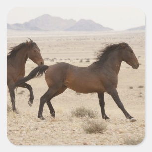 Namibia, Aus. Wilde Pferde, die auf der Namib lauf Quadratischer Aufkleber