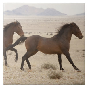 Namibia, Aus. Wilde Pferde laufen auf der Namib Fliese