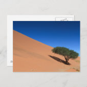 Namibia - Baum bei einer Düne auf der Postkarte vo (Vorne/Hinten)