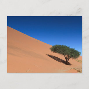 Namibia - Baum bei einer Düne auf der Postkarte vo