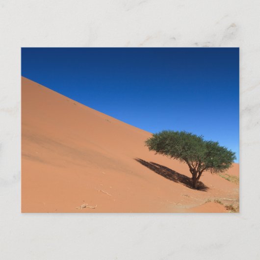 Namibia - Baum bei einer Düne auf der Postkarte vo (Vorderseite)