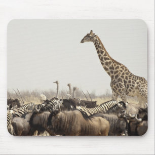 Namibia, Etosha National Park. Eine einsame Giraff Mousepad