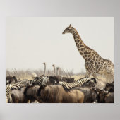 Namibia, Etosha National Park. Eine einsame Giraff Poster (Vorne)