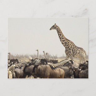 Namibia, Etosha National Park. Eine einsame Giraff Postkarte