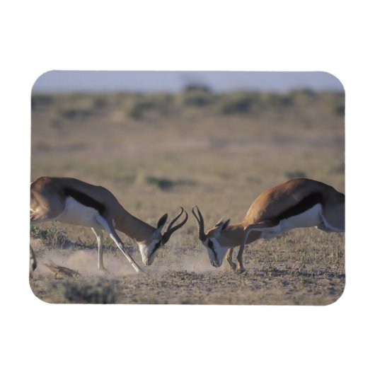 Namibia, Etosha National Park, zwei Männer Magnet (Horizontal)