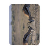 Namibia, Etosha National Park, zwei Männer Magnet (Vertikal)