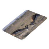 Namibia, Etosha National Park, zwei Männer Magnet (Linke Seite)