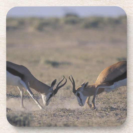 Namibia, Etosha National Park, zwei Männer Untersetzer (Vorderseite)