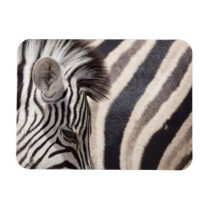 Namibia, Etosha-Nationalpark. Details von zwei Magnet