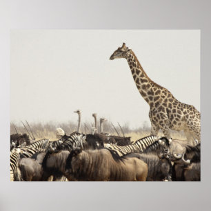 Namibia, Etosha-Nationalpark. Ein einzelner Giraff Poster