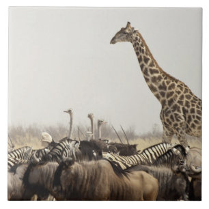 Namibia, Etosha-Nationalpark. Eine einsame Giraffe Fliese