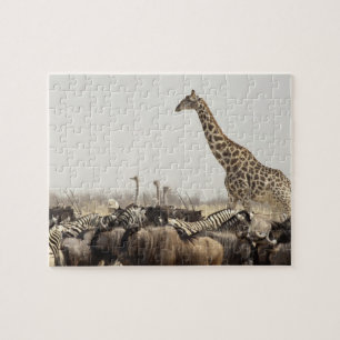Namibia, Etosha-Nationalpark. Eine einsame Giraffe Puzzle