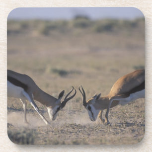 Namibia, Etosha-Nationalpark, Zwei Männchen Untersetzer