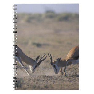 Namibia, Etosha-Nationalpark, Zwei männliche Notizblock